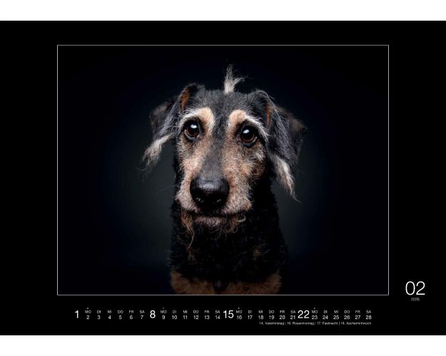 Senior Dogs - Calendar 2026