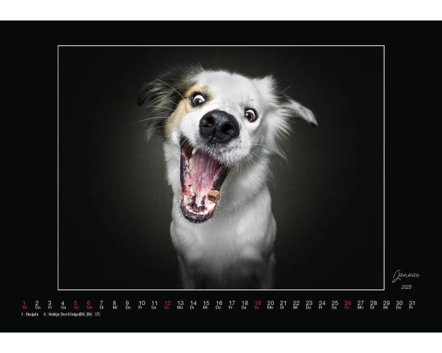 Dogs Catching Treats - Calendar 2025
