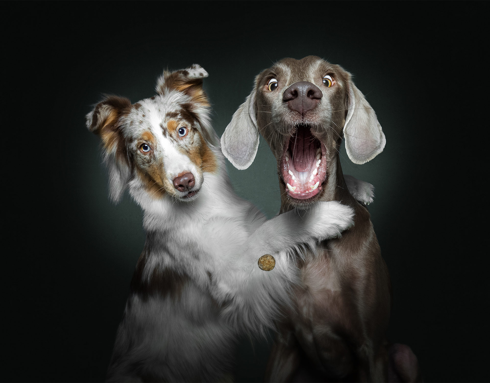 Dog Image